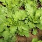 2000 Seeds Tong Ho edible Chrysanthemum coronarium Asia Veg
