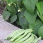 30 Seeds Top Crop Green Bean