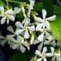 10 Seeds Trachelospermum Jasminoides Flower