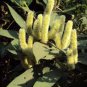 100 Seeds Trailing Chenille Plant Yellow Color Hybrid Perennial Bonsai Hanging Flowers