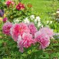 10 Seeds Tree Peony Bonsai,Rare Beautiful Garden Flower Mix Color