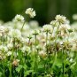 500 Seeds Trifolium repens Seeds White Clover Hokkaido
