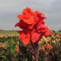 20 Seeds True Canna Lily Bonsai Bonsai Flower Bonsai Potted Bonsai