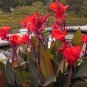 20 Seeds True Canna Lily Bonsai Bonsai Flower Bonsai Potted Bonsai