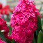 2 Seeds True Hyacinth Bulb