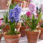 True 2 Seeds Hyacinth Bulb, Color Mixing Hyacinth Easy Grow, Bonsai Plant for Home Garden