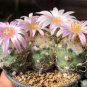 10 Seeds Turbinicarpus Pseudomacrochele Rare Cactus Succulent Plants