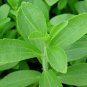 100 Seeds Vanilla Stevia Green Color