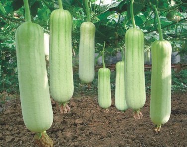 35 Seeds Vegetables Garden Plants- Luffa cylindrica - Loofah