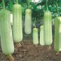 35 Seeds Vegetables Garden Plants- Luffa cylindrica - Loofah