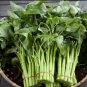 100 Seeds Water spinach water convolvulus vegetables with big leaves