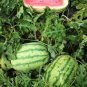 25 Seeds Watermelon Giant Sweet Green Striped Red Fruit Seed Fresh