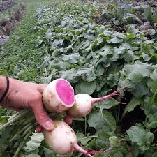 400 Seeds Watermelon Radish
