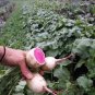 400 Seeds Watermelon Radish