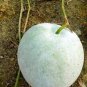 100 Seeds Wax Gourd White Ash Gourd Winter Melon Dong Gua