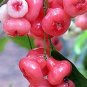 50 Seeds Wax Seeds Tropical Fruit Tree