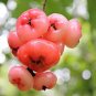 50 Seeds Wax Seeds Tropical Fruit Tree