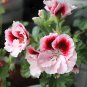 20 Seeds White & Red Edge Geranium Bonsai, Perennial Flower Garden Pelargonium Peltatum Flowers