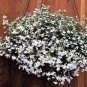 100 Seeds White Bacopa Seeds Perfect Flowers for Hanging Baskets and Windowboxes