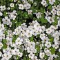 100 Seeds White Bacopa Seeds Perfect Flowers for Hanging Baskets and Windowboxes