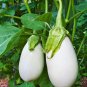 50 Seeds White Eggplant Seeds Aubergine Solanum Melongena Vegetables