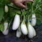 50 Seeds White Eggplant Seeds Aubergine Solanum Melongena Vegetables