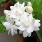10 Seeds White jasmine seeds, Arabian jasmine aromatic plant good smell chinese flower