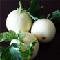 200 Seeds White Muskmelon Sugar Jar Melon Delicious Fruit Garden