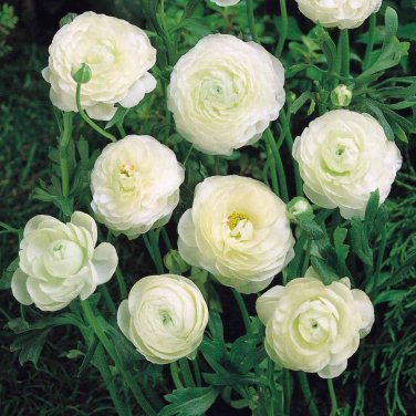 100 Seeds White Ranunculus Plant DIY Potted Plants Germination