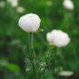 100 Seeds White Ranunculus Plant DIY Potted Plants Germination