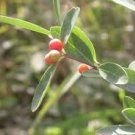 10 Seeds Wikstroemia indica