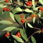 10 Seeds Wikstroemia indica
