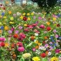 400 Seeds Wildflower Seeds Perennial long-lived fast growing attractive impressive