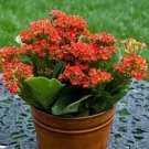 100 Seeds Winter Pot Kalanchoe Bonsai Longevity Flower Potted Plants Planting