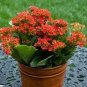 100 Seeds Winter Pot Kalanchoe Bonsai Longevity Flower Potted Plants Planting