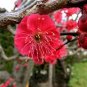 30 Seeds Winter Sweet Prunus Mume Tree Red Plum Blossom La Mei