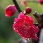 30 Seeds Winter Sweet Prunus Mume Tree Red Plum Blossom La Mei