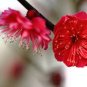 30 Seeds Winter Sweet Prunus Mume Tree Red Plum Blossom La Mei
