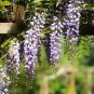 10 Seeds Wisteria Seeds - Mixed Purple White Blue Light-Purple Pink Whitish-Purple Colors