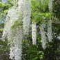 10 Seeds Wisteria Seeds - Mixed Purple White Blue Light-Purple Pink Whitish-Purple Colors