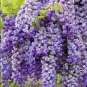 10 Seeds Wisteria Wisteria Vine saplings Bonsai Upscale Vegetable Garden Plants Flower