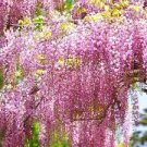 5 Seeds Wisteria Wisteria Vine Saplings Pink and Purple Flowers