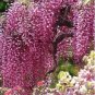 5 Seeds Wisteria Wisteria Vine Saplings Pink and Purple Flowers