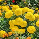 100 Seeds Yellow African Marigold French Marigold