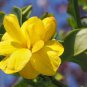 10 Seeds Yellow Arabian Jasmine