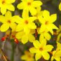 10 Seeds Yellow Arabian Jasmine