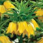 20 Seeds Yellow Imperial Crown bonsais Fritillaria imperialis Lutea Flowers