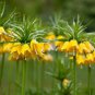 20 Seeds Yellow Imperial Crown bonsais Fritillaria imperialis Lutea Flowers