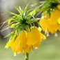 20 Seeds Yellow Imperial Crown bonsais Fritillaria imperialis Lutea Flowers