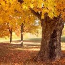 100 Seeds Yellow Maple Tree